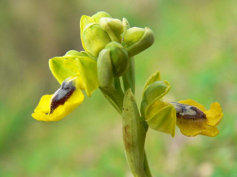 Gruppo Ophrys lutea